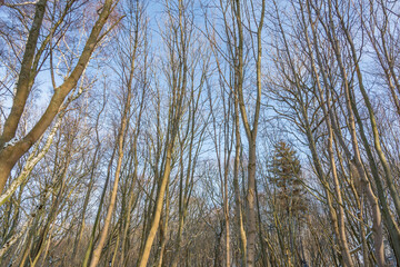 Perennial tree with frozen bark and branches in a winter city park