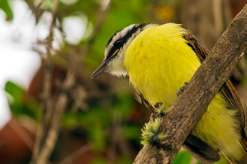 Obraz premium Bem Te Vi IMG_8179