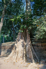 Cambodia, an abandoned city in the jungle of Angkor Wat.