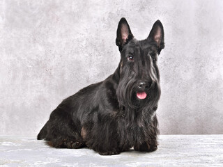 Beautiful Scotch terrier