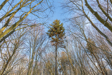 Perennial tree with frozen bark and branches in a winter city park