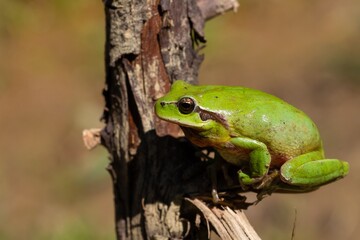 Hyla meridionalis, green frog on the branch