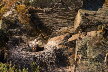 CIGÜEÑA NEGRA (Ciconia nigra)