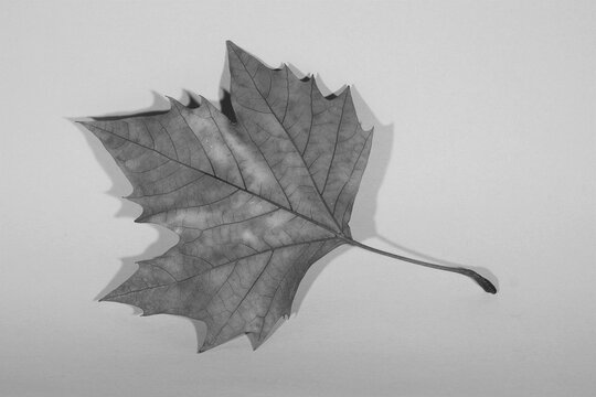 Flatlay Close-up of a Dry Autumn Leaf in Black and White