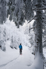 Walk in the winter forest after a snowfall