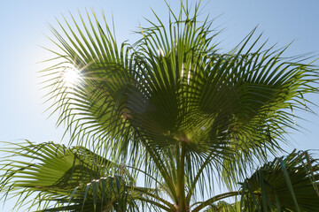 Obraz na płótnie Canvas Tropical background with palm leaves and sunbeams