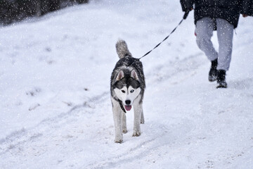 The owner walks a Husky dog in a winter park. They are walking along a snow-covered path. Copy space.
