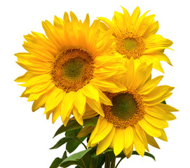 Fototapeta premium Flower bouquet with three sunflowers isolated on white background. The seeds and oil. Floral arrangement. Picturesque and conceptual scene. Flat lay, top view