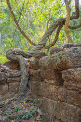 Cambodia, an abandoned city in the jungle of Angkor Wat.