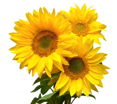 Flower bouquet with three sunflowers isolated on white background. The seeds and oil. Floral arrangement. Picturesque and conceptual scene. Flat lay, top view