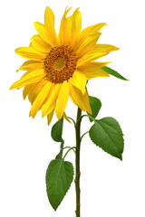 Sunflower isolated on white background. Sun symbol. Flowers yellow, agriculture. Seeds and oil. Flat lay, top view. Bio. Eco. Creative