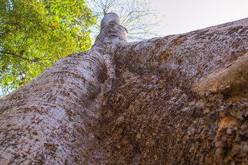 Cambodia, an abandoned city in the jungle of Angkor Wat.