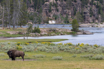 Bison and river in Yellowstone National Park