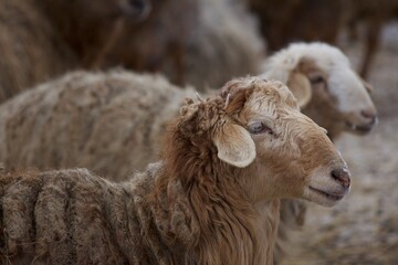 Couple of sheep in the snow