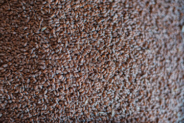 Small granules of crushed wheat close-up. Wheat background