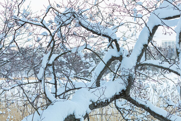 Snow-covered tree branches on the seashore.