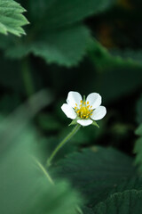 White strawberry flower on a green blurred background in the country
