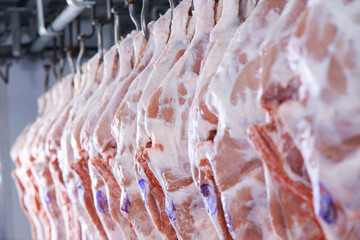 Raw porks meat hanging in a refrigerator of meat factory.