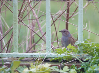 close up of a Dunnet looking out from railings and green foliage