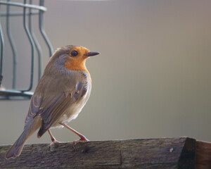 close up of a robin red breast on a wooden bird feeder table