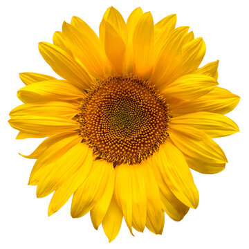 Sunflower head isolated on white background. Sun symbol. Flowers yellow, agriculture. Seeds and oil. Flat lay, top view. Bio. Eco. Creative