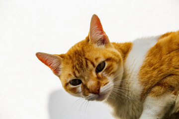 Naklejka premium Gato Theo IMG_7992