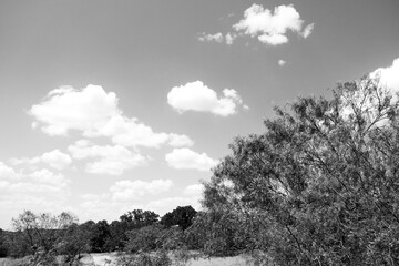 Texas summer landscape with clouds in sky with black and white minimal style.