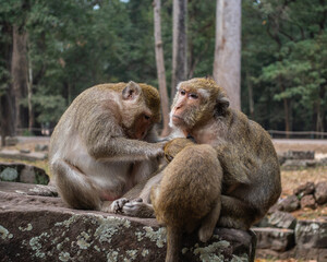 
Cambodia, a monkey in the wild jungle.