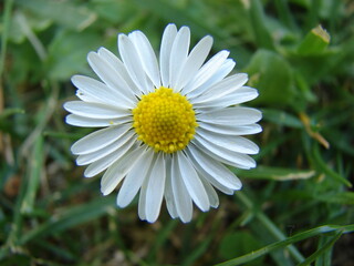 Fototapeta premium Daisy flower