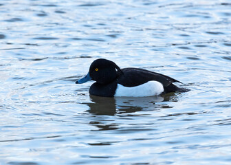 A male Tufted Duck swimming on water.