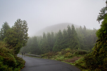 Foggy Path or Trail in a forest landscape on the azore islands portugal