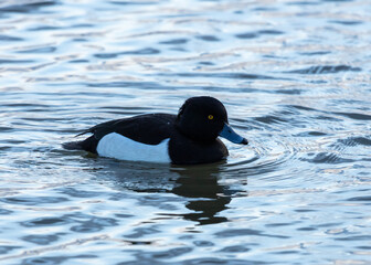 A male Tufted Duck swimming on water.