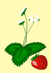 Strawberry berries on the bush - vertical illustration.