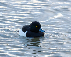 A male Tufted Duck swimming on water.