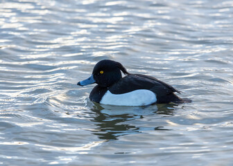 A male Tufted Duck swimming on water.