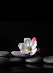 Obraz na płótnie Canvas Spa stones and pink flowers on black background.