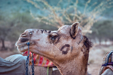 Portrait of an Indian brown camel without people