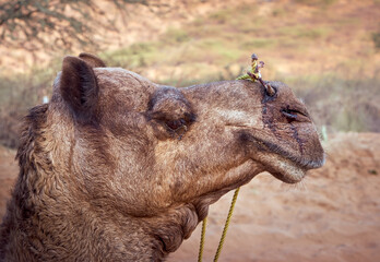 Portrait of an Indian brown camel without people