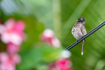 Pycnonotus cafer - Red-vented Bulbul on a branch