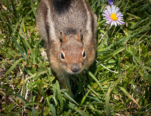 Chipmunk looking at camera with daisy nearby