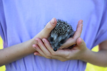 A child in purple clothes holds a small hedgehog