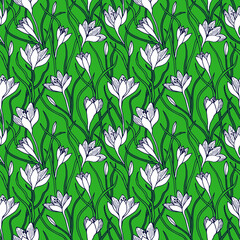 Seamless pattern of saffron flowers, crocus. Vector stock drawing eps10.