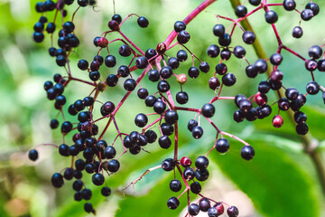 Black Elderberry Shrub. Summer Nature Background.