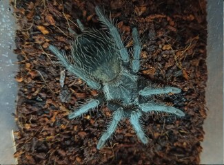 tarantula spider Lasiodora parahybana