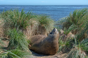 The Elephant Seal (Mirounga leonina)