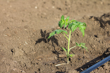 Planting tomato seedlings. Young tomato seedlings in a vegetable garden with automatic watering. Close-up of a green young sprout in the ground. Seasonal planting of seedlings of vegetable crops.