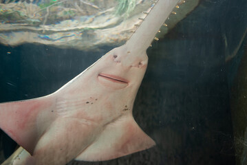 View Of Underside Of A Sawfish Ray Shark In An Aquarium