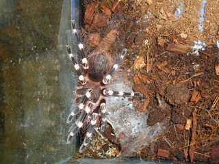 tarantula spider Аcanthoscurria geniculata