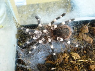 tarantula spider Аcanthoscurria geniculata