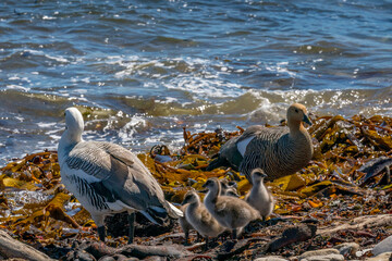 Fototapeta premium The Upland Goose or Magellan Goose (Chloephaga picta)